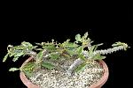 Euphorbia Cv. Wavy (Milii x Decaryi) Cm. 20 € 19,00